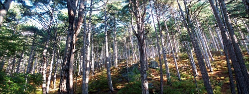 Лес повышенной прозрачности. (Фото Т. Бедертдинова)