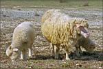 bakla-sheep.jpg