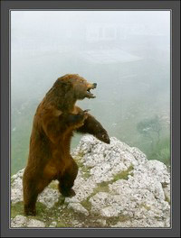 Господин Путин, как вы относитесь к "медведу" в Крыму?