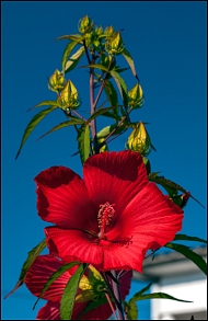 <Hibiscus -  > ,  "H" -  ! :-)