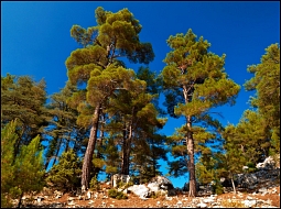 Сосна по-турецки - çam, а сосняк - çamlık.