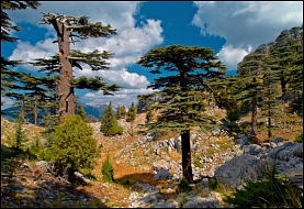 Флора на нижнем плато Тахтали - глаз не отвесть.
