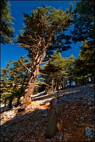 Патриархи Domuzkafa-Taş-а.