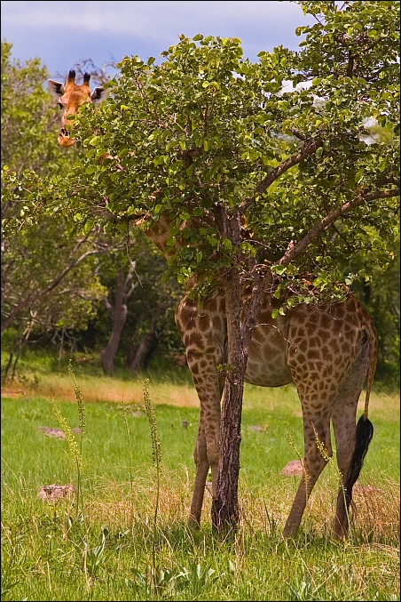 _DSC7505_c