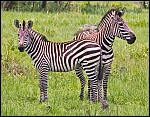 _DSC7450_c