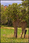 _DSC7505_c