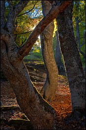 Магия леса (Фото А. Кочкина)