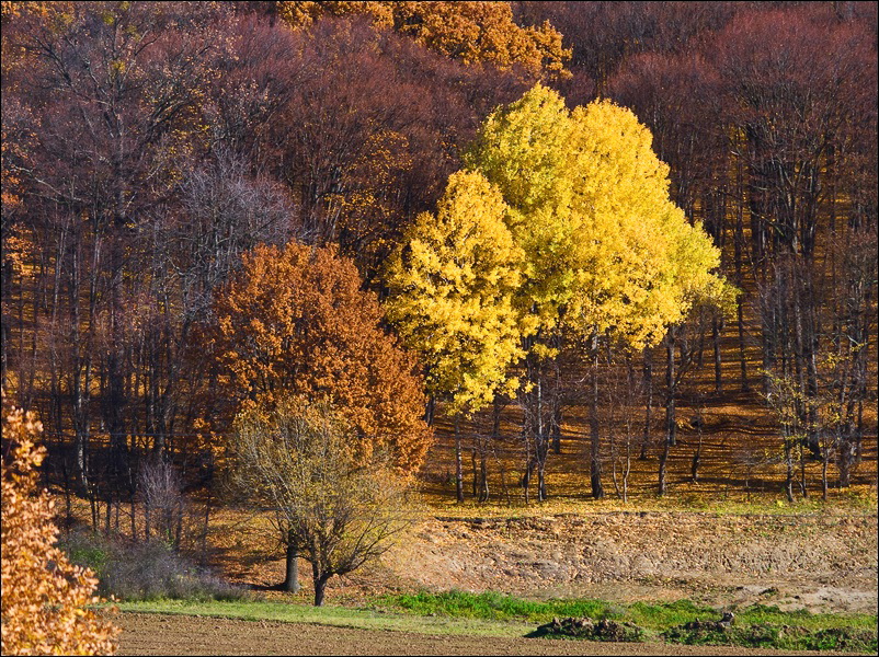 _DSC2499