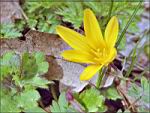 karadag-krokus.jpg