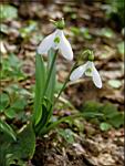 karadag-snowdrop.jpg