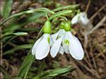 karadag-snowdrop2.jpg