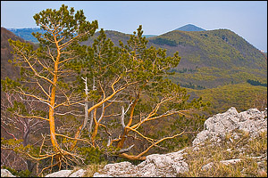 Сосны Диплы